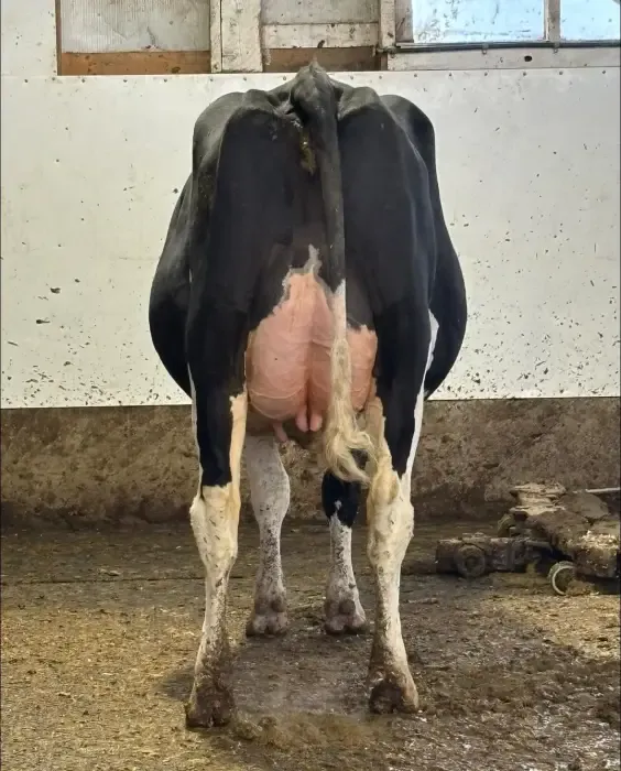 Vaches Holstein alignées dans l'étable, vues de l'arrière, paille au sol.
