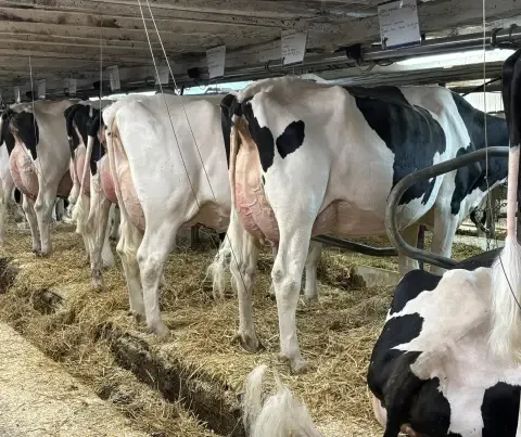 Rang de vaches Holstein dans l'étable, fiches accrochées au-dessus des stalles.