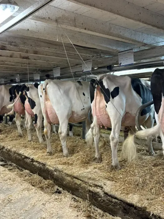 Rangée de vaches Holstein dans une étable entravée, litière de paille et fiches de lot au plafond.