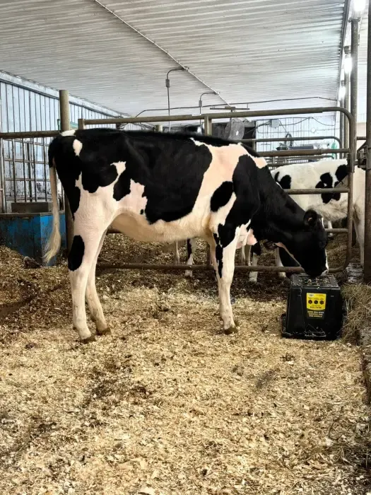 Jeune vache Holstein qui mange à même un bac noir dans un enclos clair.