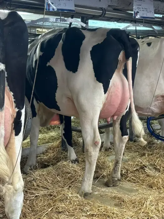 Vaches Holstein de dos dans l'étable, cartons numérotés suspendus au-dessus des stalles.