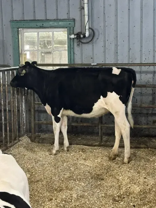 Génisse Holstein debout dans un enclos, devant une fenêtre au cadre vert.