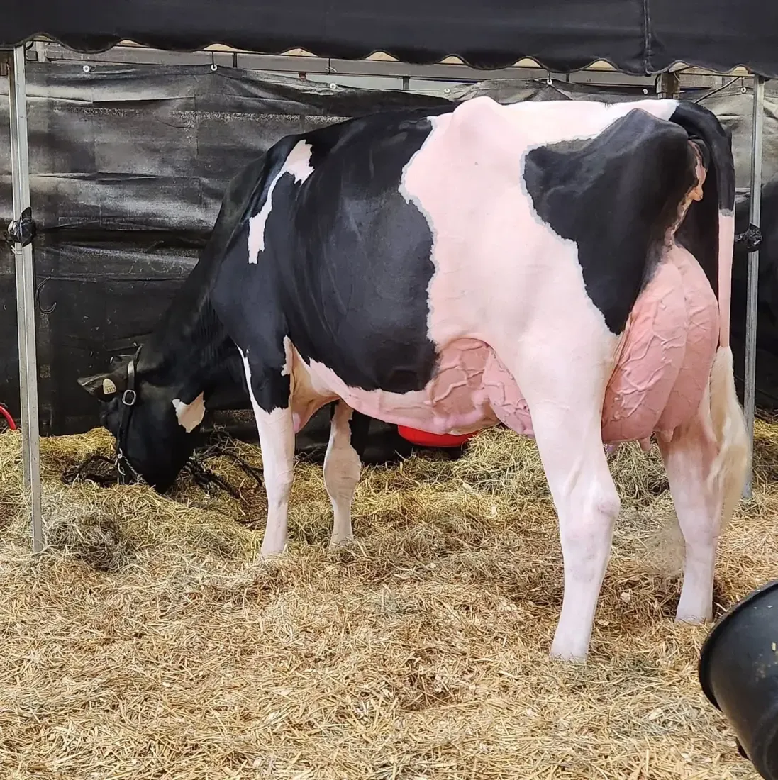 Vache Holstein qui mange dans la paille sous une tente d'exposition.