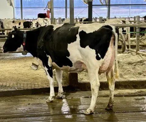 Vache Holstein dans une stabulation libre.