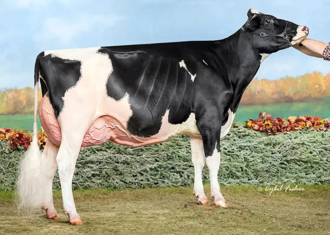 Vache Holstein noire et blanche photographiée de profil en exposition, devant une toile peinte représentant un champ.