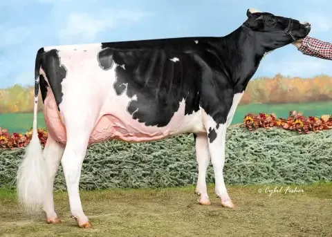 Vache Holstein de profil devant un décor peint, lors d'une exposition.