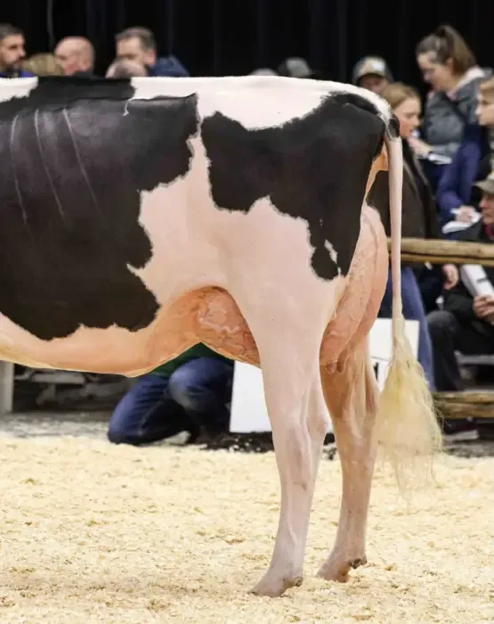 Vache Holstein vue de l'arrière dans un ring de jugement, juges et public assis derrière.